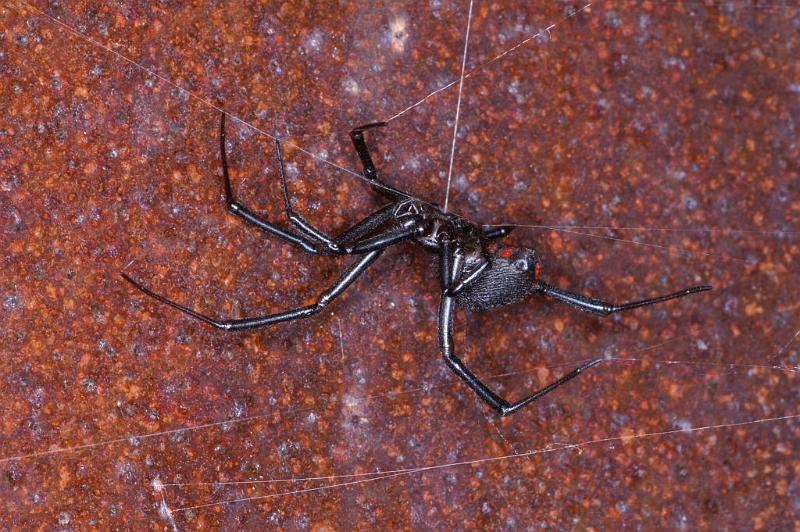 Latrodectus_hasselti_D3452_Z_85_Karinji NP_Australie.jpg